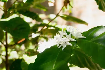 a white flower on a tree with green leaves at Hostal Delmy in Suchitoto