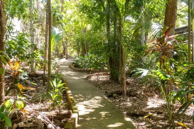 a path in the middle of a forest with trees at Hostal Delmy in Suchitoto