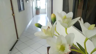 a bunch of white flowers sitting on a wall at Hotel Armonía Hostal in San Salvador
