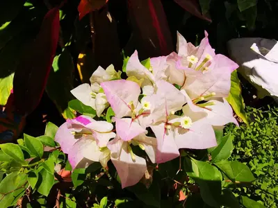 a bunch of pink flowers with green leaves at Hotel Armonía Hostal in San Salvador