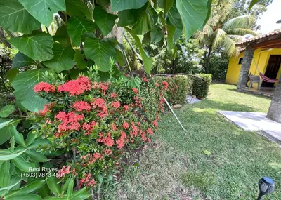 a bush with red flowers in a yard at Las Veraneras Villa - Pet Friendly in Acajutla