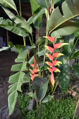 a plant with red flowers and green leaves at The Mayan Grouper in Suchitoto