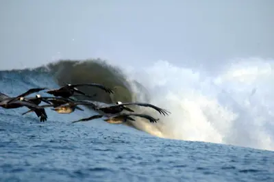 a group of birds flying over a wave at Hotel Los Mangos El Salvador in El Cuco