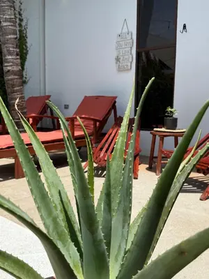 a green plant in front of some tables and chairs at 1 Family Pool Villa BBQ PARKING EL SUNZAL Surf City Area in El Sunzal