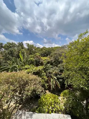 a view of a forest of trees and bushes at Country House in Los Planes VACATION RENTAL in Panchimalco