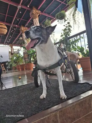 a dog wearing a harness sitting next to a bike at Casaca in Concepción de Ataco