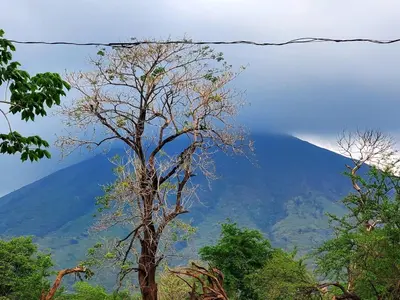 a tree in the foreground with a mountain in the background at Vacacional Abril in Juayúa