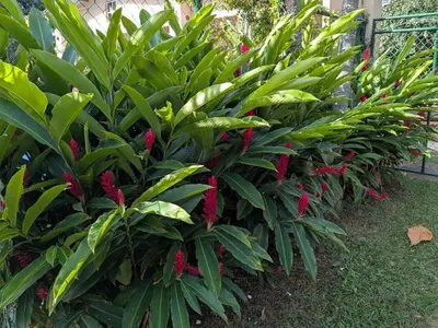 a row of green plants with pink flowers at Home with Swimming pool, Wi-FI in Ahuachapán
