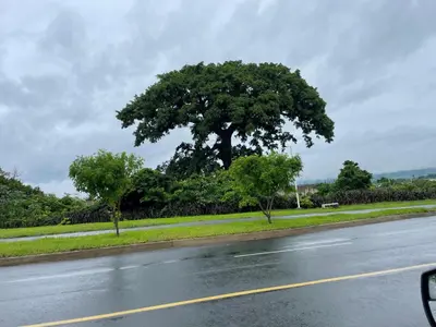 a large tree on the side of a road at Gabby House in Sitio del Niño