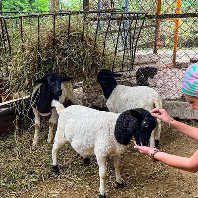 a woman is feeding three sheep in a pen at Hotel y Restaurante Alicante de Montaña, El Salvador in Los Tablones