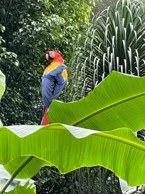 a colorful bird sitting on top of a banana leaf at Hotel y Restaurante Alicante de Montaña, El Salvador in Los Tablones