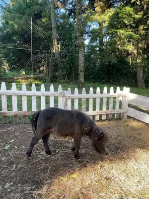 a pony eating hay in front of a white fence at Hotel y Restaurante Alicante de Montaña, El Salvador in Los Tablones