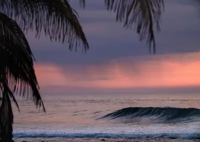 a wave in the ocean with a palm tree at Almare Zonte - BeachFront Glamping Hotel in El Zonte