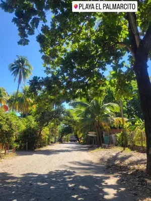 a road with palm trees on a sunny day at Hostal Tia Reyna in El Zonte