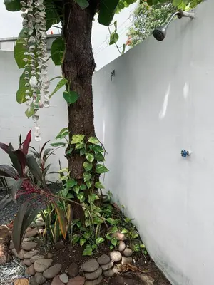a tree in a garden next to a white wall at Casa Maracuyá in La Libertad