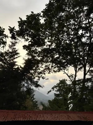 a view of a tree and a roof at Cabaña privada en Los Naranjos in Los Naranjos