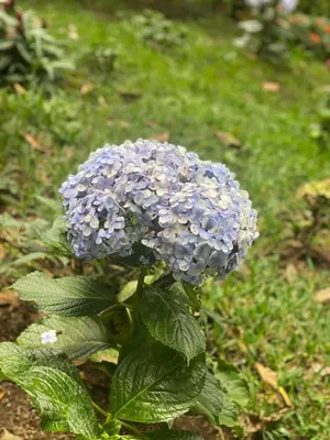a purple flower on a plant in the grass at Cabaña privada en Los Naranjos in Los Naranjos