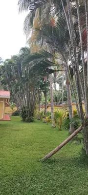 a fallen tree branch laying on the grass near palm trees at El Paraíso Escondido in San Luis