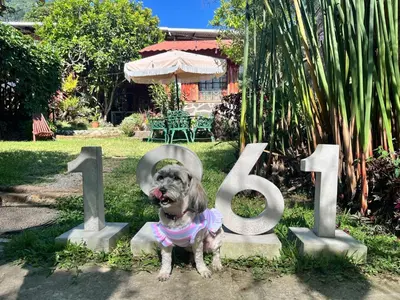 a dog in a dress sitting next to a number at 1961 Los Naranjos Hostal in Los Naranjos