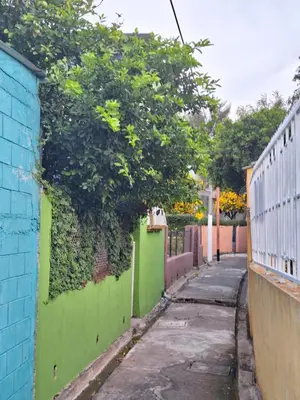 an alley with a green wall and a tree at Casa de Limón 01 in Santa Ana