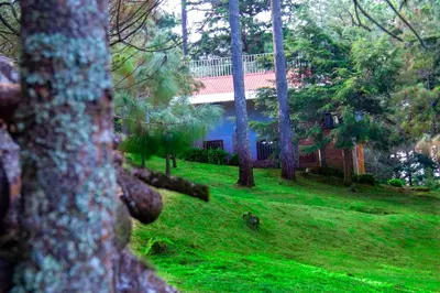 a house in the woods with a tree at Lacasadelbosquesv in Río Chiquito