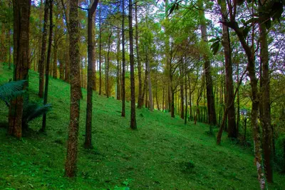 a wooded area with green grass and trees at Lacasadelbosquesv in Río Chiquito