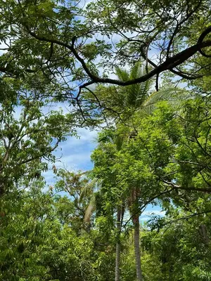 a group of trees with the sky in the background at Unique Tiny House-Best Beach in El Zonte in El Zonte