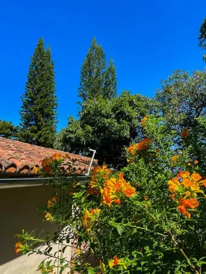 a group of trees and flowers in front of a house at Finca Santa Lucía - Comasagua - Surf City Highlands in Comasagua