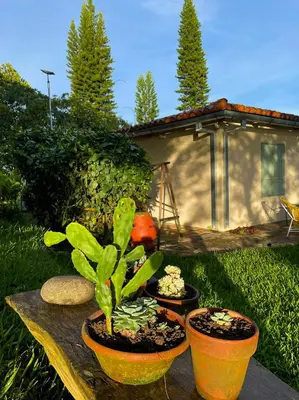 a group of plants sitting on a table in a yard at Finca Santa Lucía - Comasagua - Surf City Highlands in Comasagua