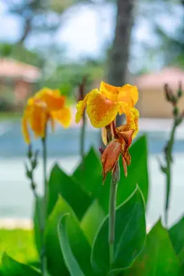 a group of yellow flowers on a plant at Chalatenango Country Club & Resort in Chalatenango