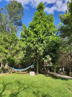 a hammock hanging from a tree in a yard at Casa Campo Loma Larga in La Palma