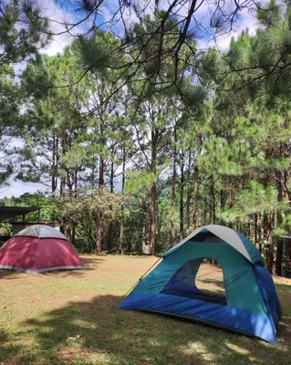 two tents in a field with trees in the background at Casa Campo Loma Larga in La Palma