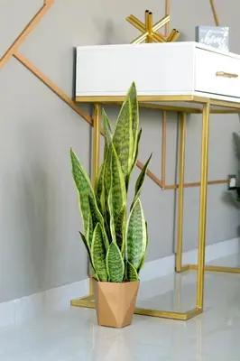 a plant in a pot next to a desk at Modern Retreat in San Miguel