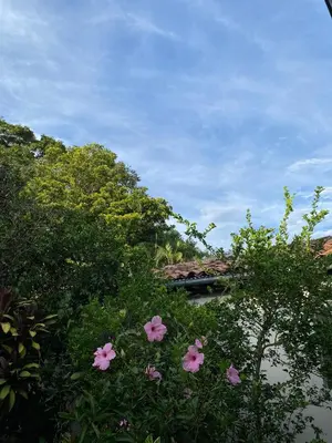 a group of pink flowers in front of trees at Hostal El Amate #3 in Suchitoto