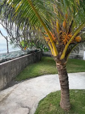 Gallery image of Boni Beach in Miravalles