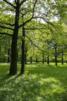 a group of trees in a park with green grass at Grama in Cinquera