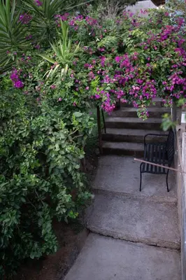 a bench sitting next to a bunch of flowers at Bambu Hostel in Juayúa