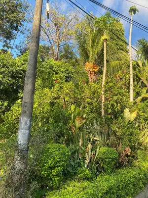 a street pole next to some bushes and trees at Aguiñada's House in El Rosario