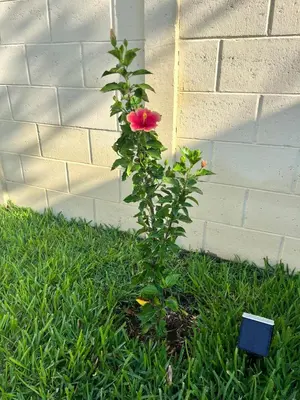 a pink flower on a plant in the grass at Home Sweet Home at Opico Garden in San Juan Opico