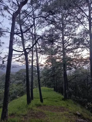 a group of trees on top of a grassy hill at Cabaña Vista Pinares San Ignacio Chalatenango in Chalatenango