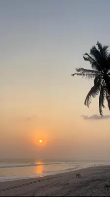 a palm tree and a dog on the beach at sunset at Beachfront- El Torogoz del Pimental in La Esmeralda