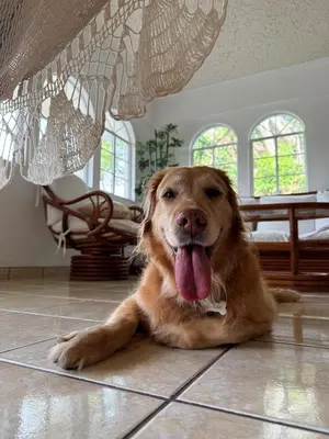a dog laying on the floor with its tongue out at Casa Tropical Kaylani in Tamanique
