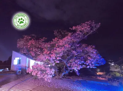 a tree covered in purple flowers next to a building at Mini casa de árbol, mágica, céntrica y de vistas panorámicas in San Salvador