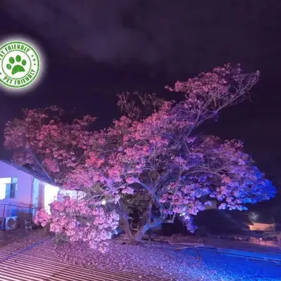 Mini casa de árbol