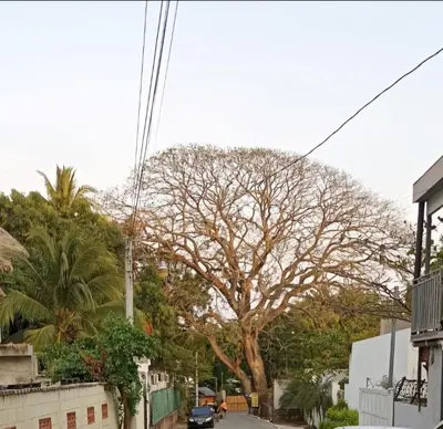 a large tree in the middle of a street at Zonte Rooftop Studio Apartment w Terrace-AC-Wif-BBQ in El Zonte