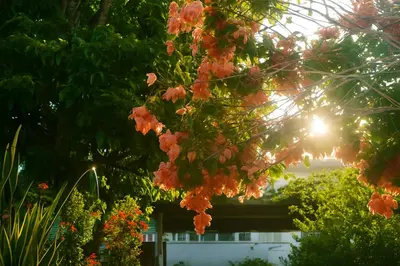 a bunch of flowers hanging from a tree at The Duck Dive El Tunco in Tamanique