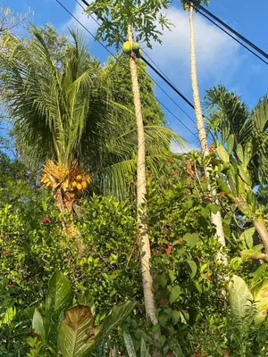 a bunch of trees with leaves andrees at Aguiñada's house en el Rosario La Paz in El Rosario