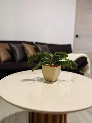 a potted plant sitting on top of a white table at Beautiful City & Volcano Views in San Salvador