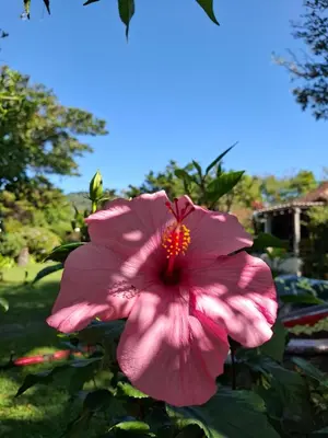 a pink flower in a garden with the sky in the background at cabañas de Apaneca in Apaneca
