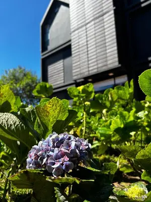 a purple flower in front of a building at Hotel Nido de Pájaro in Los Naranjos